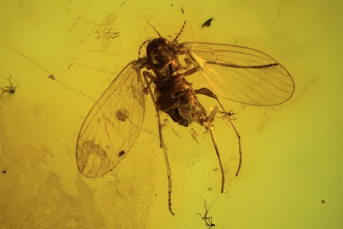 Detailed Fossil Fly (Diptera) In Baltic Amber #87223